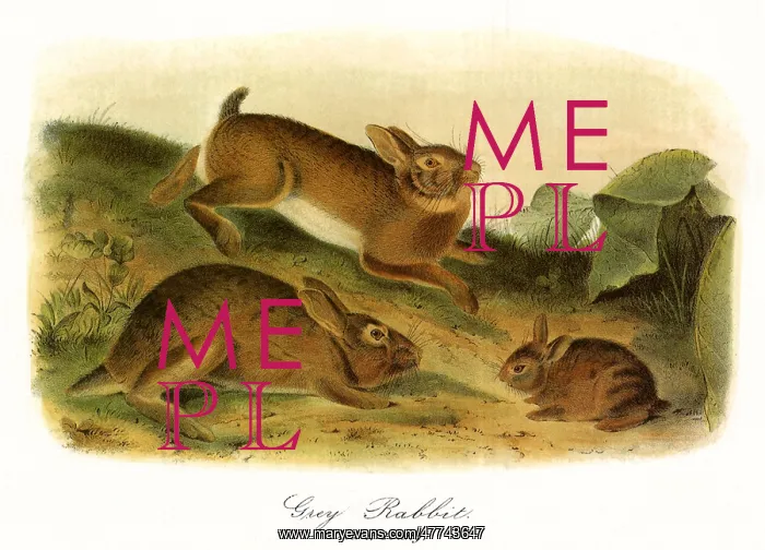  : Grey Rabbits