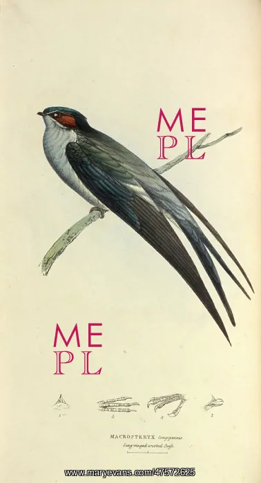 : Grey-rumped Tree Swift : Grey-rumped Tree Swift