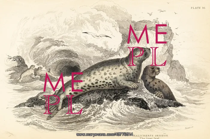 : Grey seal, Halichoerus grypus : Grey seal, Halichoerus grypus
