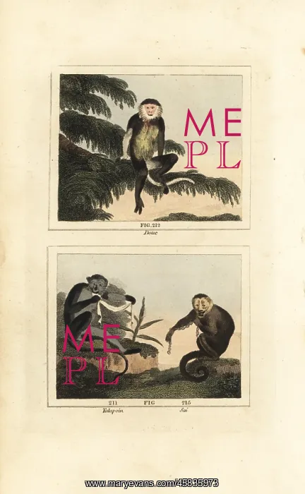 : Grey-shanked douc langur, Angolan talapoin and : Grey-shanked douc langur, Angolan talapoin and
