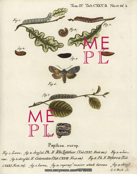 : Grey shoulder knot, flounced chestnut and conformist : Grey shoulder knot, flounced chestnut and conformist