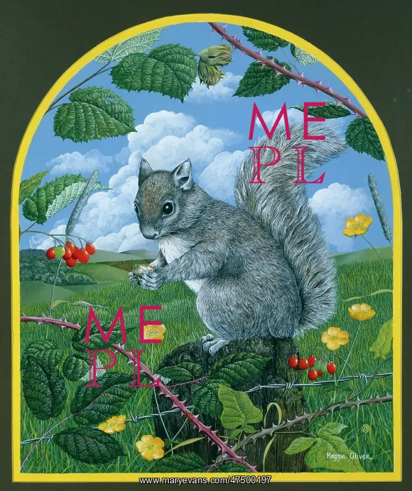 : Grey Squirrel : Grey Squirrel