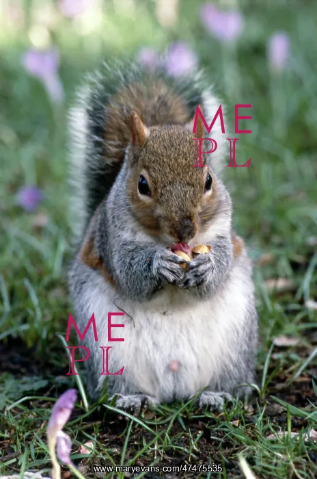  : Grey Squirrel Eating Nuts