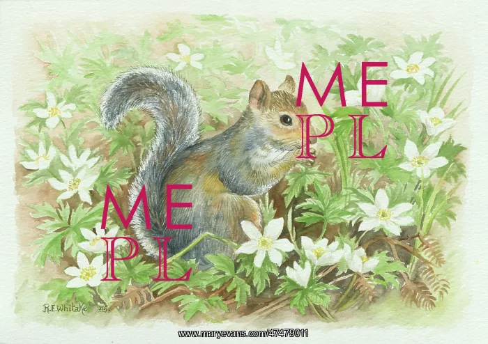  : Grey squirrel and wood anemones