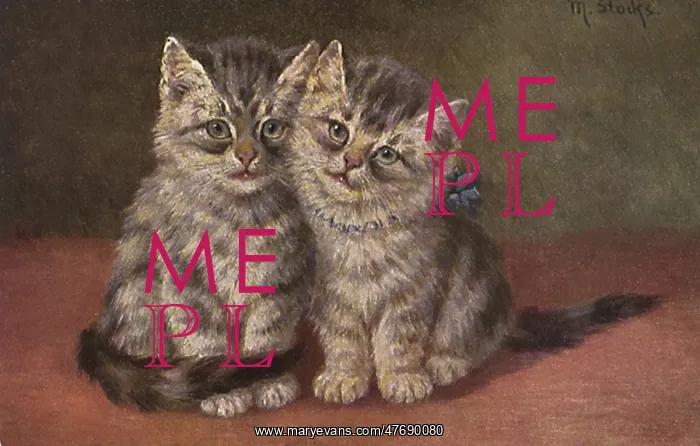  : Grey Tabby Kittens