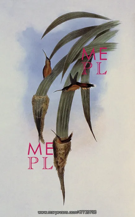 : Grey-Throated Hermit, PhaEothornis Griseogularis : Grey-Throated Hermit, PhaEothornis Griseogularis