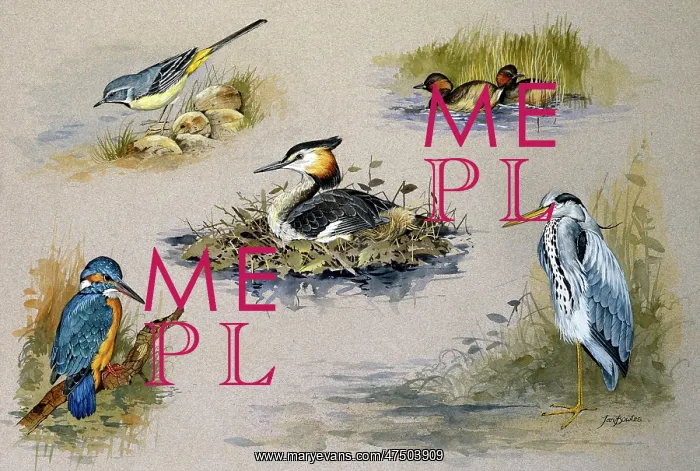 : Grey Wagtail, Kingfisher, Grey Heron etc : Grey Wagtail, Kingfisher, Grey Heron etc