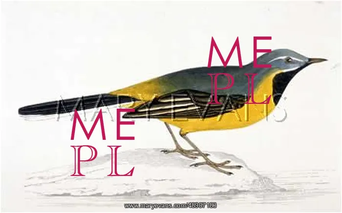  : GREY WAGTAIL (MORRIS)