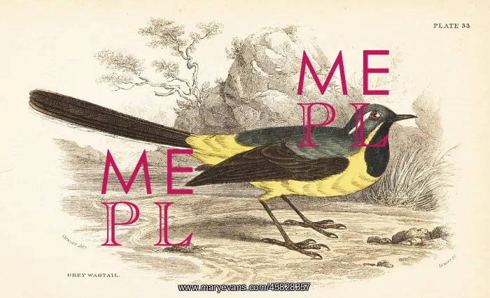 : Grey wagtail, Motacilla cinerea : Grey wagtail, Motacilla cinerea