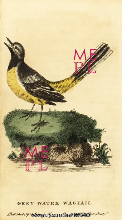 : Grey wagtail, Motacilla cinerea : Grey wagtail, Motacilla cinerea