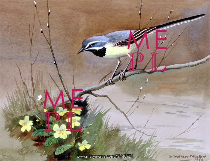  : Grey Wagtail and Primroses