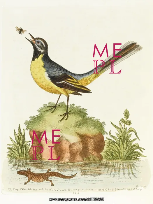  : The grey wagtail and water lizard