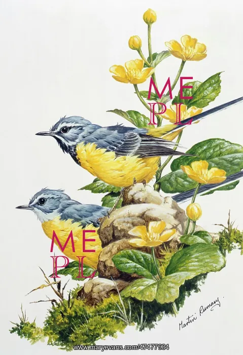  : Grey Wagtails and Marsh Marigolds
