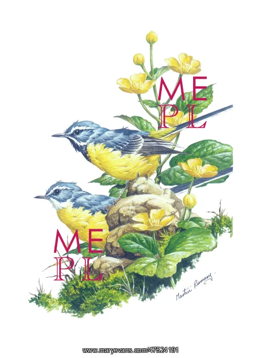  : Grey Wagtails and Marsh Marigolds