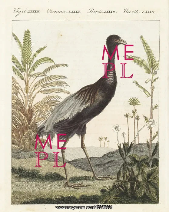 : Grey-winged trumpeter bird, Psophia crepitans : Grey-winged trumpeter bird, Psophia crepitans