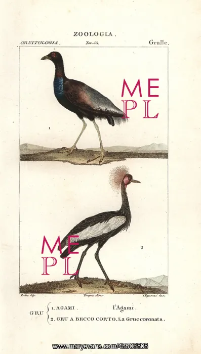 : Grey-winged trumpeter, Psophia crepitans, and : Grey-winged trumpeter, Psophia crepitans, and