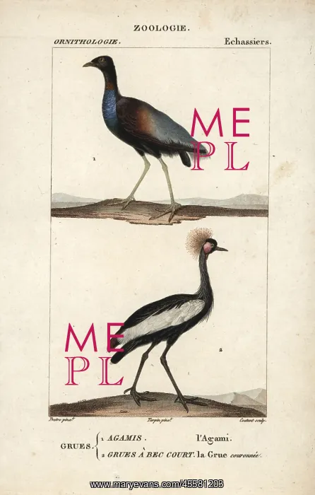 : Grey-winged trumpeter, Psophia crepitans, and : Grey-winged trumpeter, Psophia crepitans, and