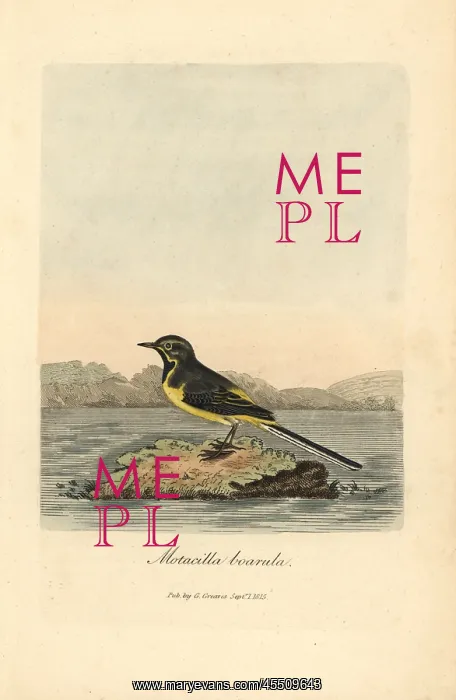 : Grey or winter wagtail, Motacilla cinerea : Grey or winter wagtail, Motacilla cinerea