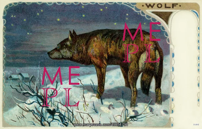 : Wolf. The grey wolf (Canis lupus), or just wolf, is a mammal of the order Carnivor : Wolf. The grey wolf (Canis lupus), or just wolf, is a mammal of the order Carnivor