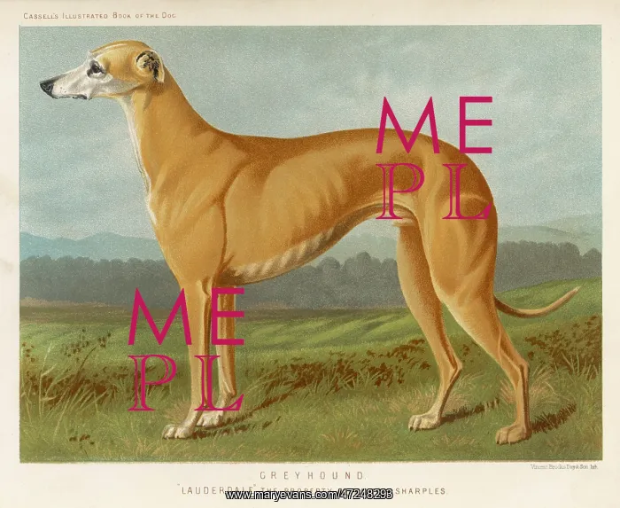 : GREYHOUND. An example of a fallow colour Greyhound, standing : GREYHOUND. An example of a fallow colour Greyhound, standing