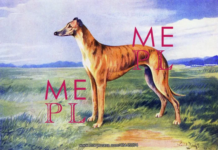  : Greyhound