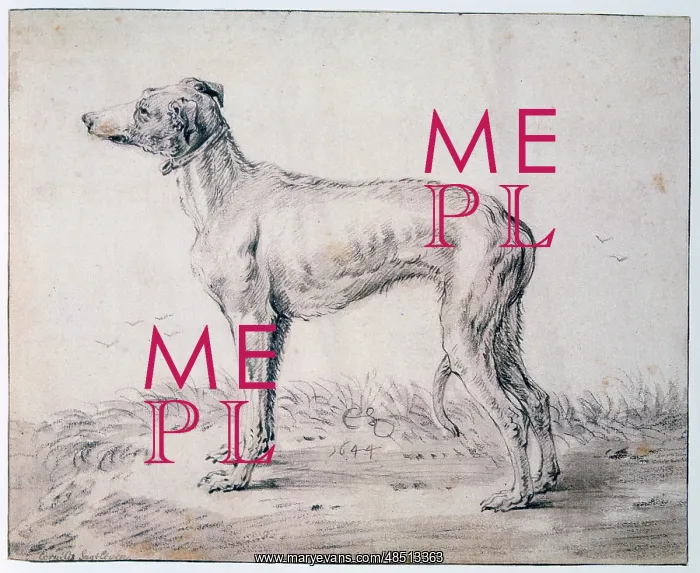 : Greyhound Artist: Cornelis Saftleven : Greyhound Artist: Cornelis Saftleven