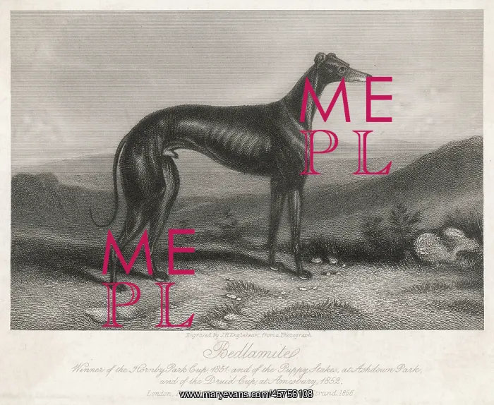  : GREYHOUND BEDLAMITE