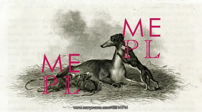  : Greyhound bitch weaning her puppies