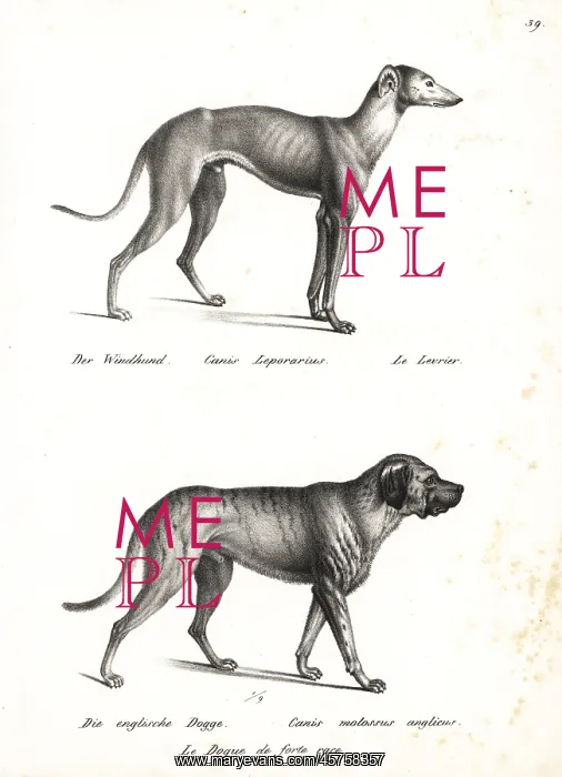 : Greyhound and bulldog : Greyhound and bulldog