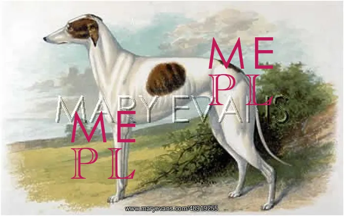  : GREYHOUND (DALZIEL)