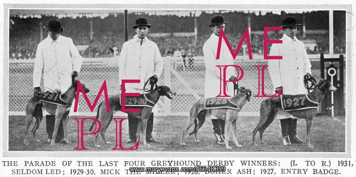 : Four Greyhound Derby winners : Four Greyhound Derby winners