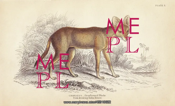  : Greyhound dhole, Cuon alpinus. Threatened