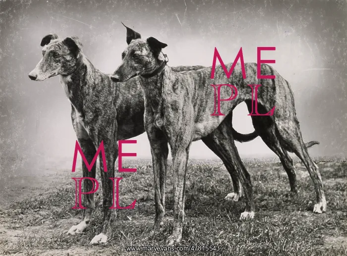  : Two greyhound dogs standing on grass