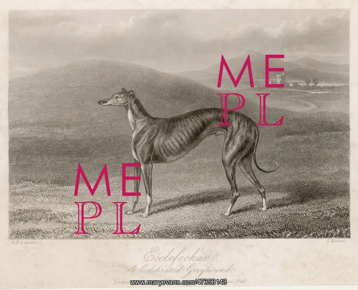 : GREYHOUND ECCLEFECHAN : GREYHOUND ECCLEFECHAN
