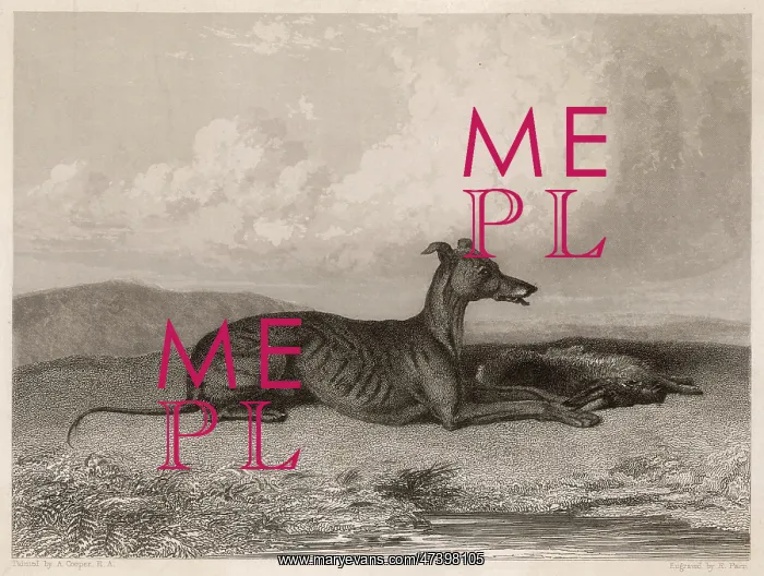 : GREYHOUND & HARE : GREYHOUND & HARE