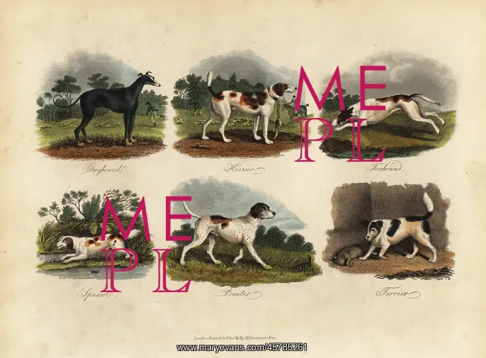 : Greyhound, Harrier, Foxhound, Spaniel, Pointer, Terrier : Greyhound, Harrier, Foxhound, Spaniel, Pointer, Terrier