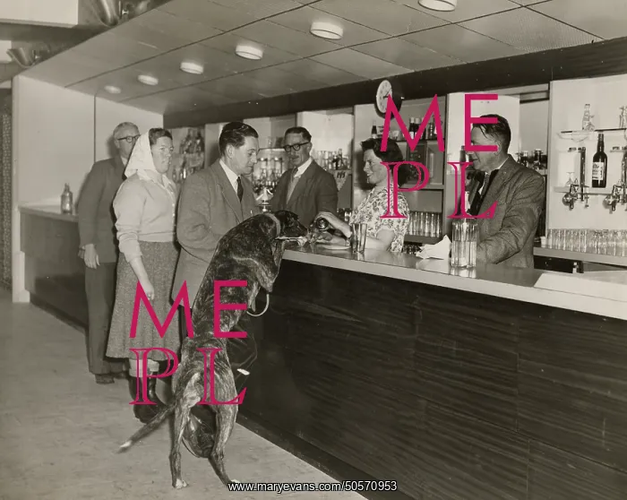  : A Greyhound having a drink at a smart bar