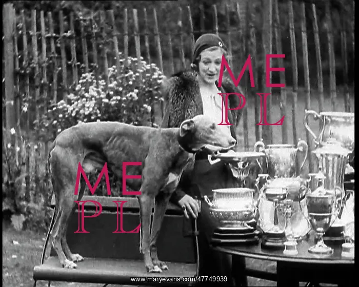 : The Greyhound Mick the Miller and his Trophies : The Greyhound Mick the Miller and his Trophies