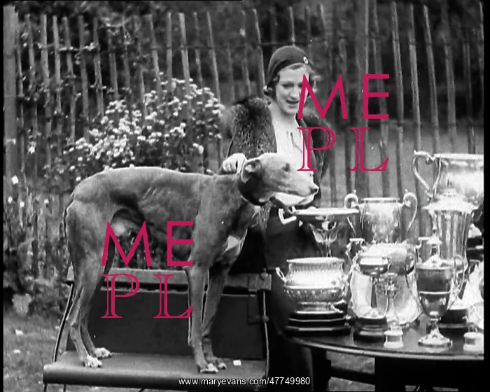 : The Greyhound Mick the Miller and his Trophies : The Greyhound Mick the Miller and his Trophies