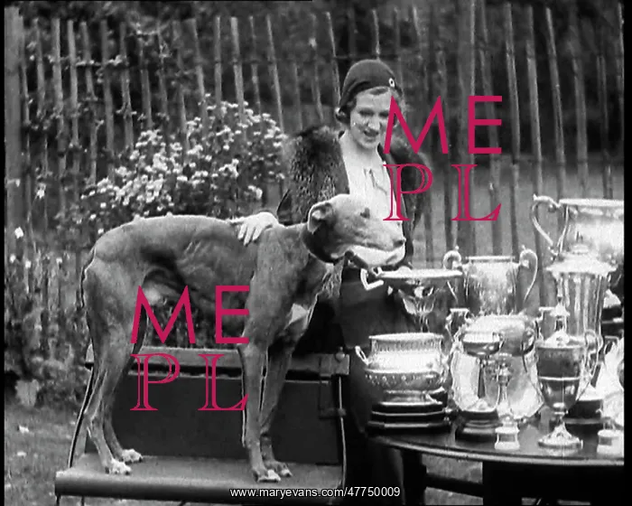 : The Greyhound Mick the Miller and his Trophies : The Greyhound Mick the Miller and his Trophies