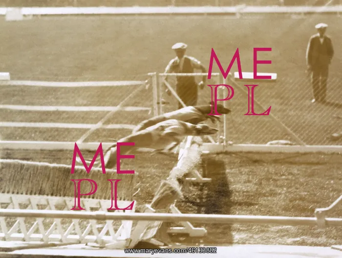 : Greyhound racing : Greyhound racing