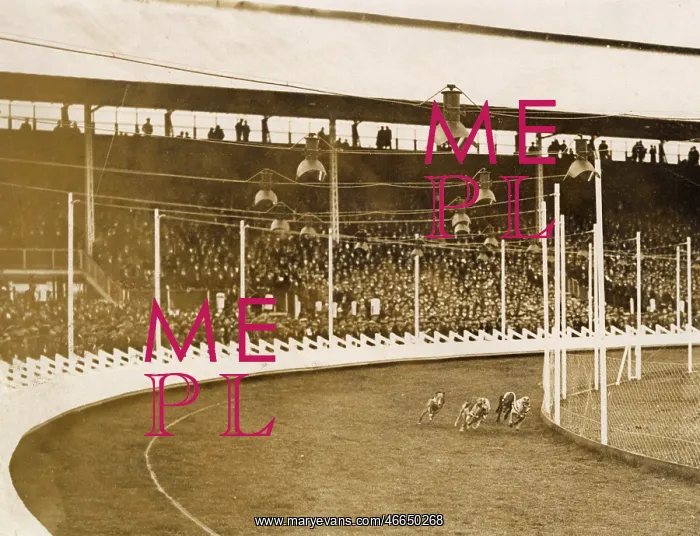 : Greyhound racing : Greyhound racing