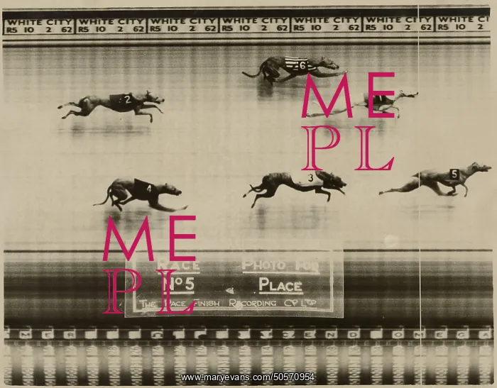 : Greyhound Racing - A Photo finish : Greyhound Racing - A Photo finish
