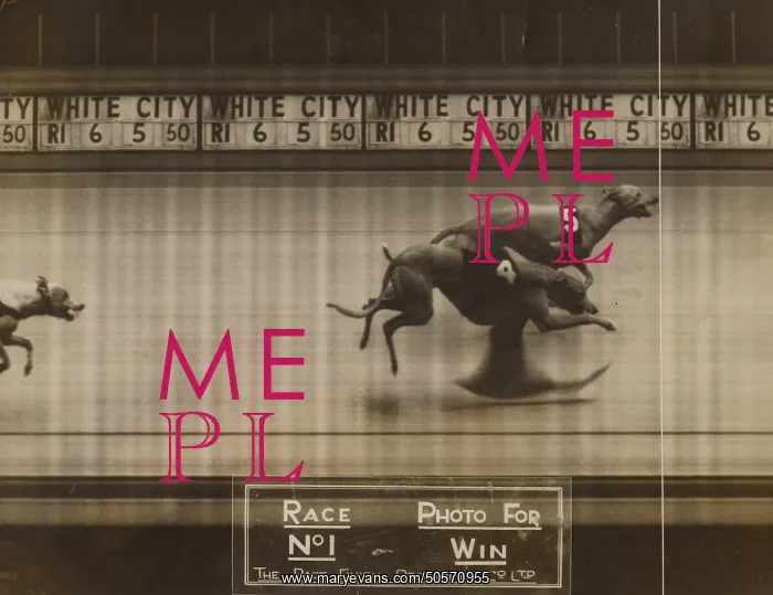: Greyhound Racing - A Photo finish : Greyhound Racing - A Photo finish