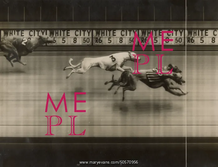 : Greyhound Racing - A Photo finish : Greyhound Racing - A Photo finish