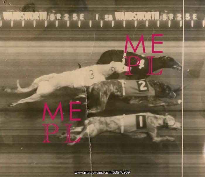 : Greyhound Racing - A Photo finish : Greyhound Racing - A Photo finish
