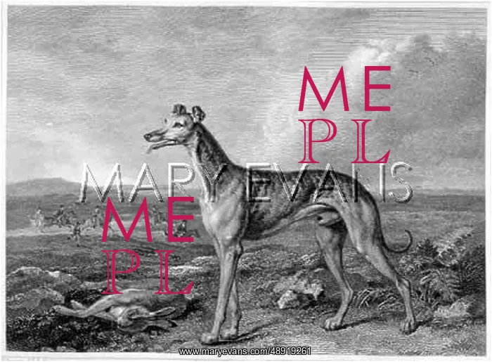 : GREYHOUND (REINAGLE) : GREYHOUND (REINAGLE)