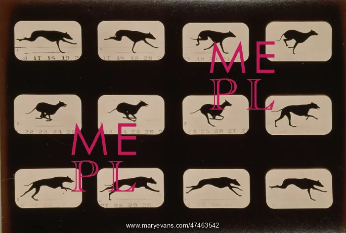 : Greyhound, running : Greyhound, running