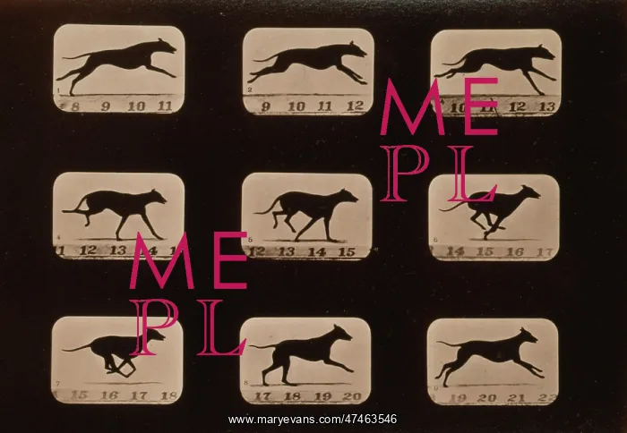  : Greyhound, running