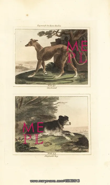 : Greyhound and sheepdog : Greyhound and sheepdog